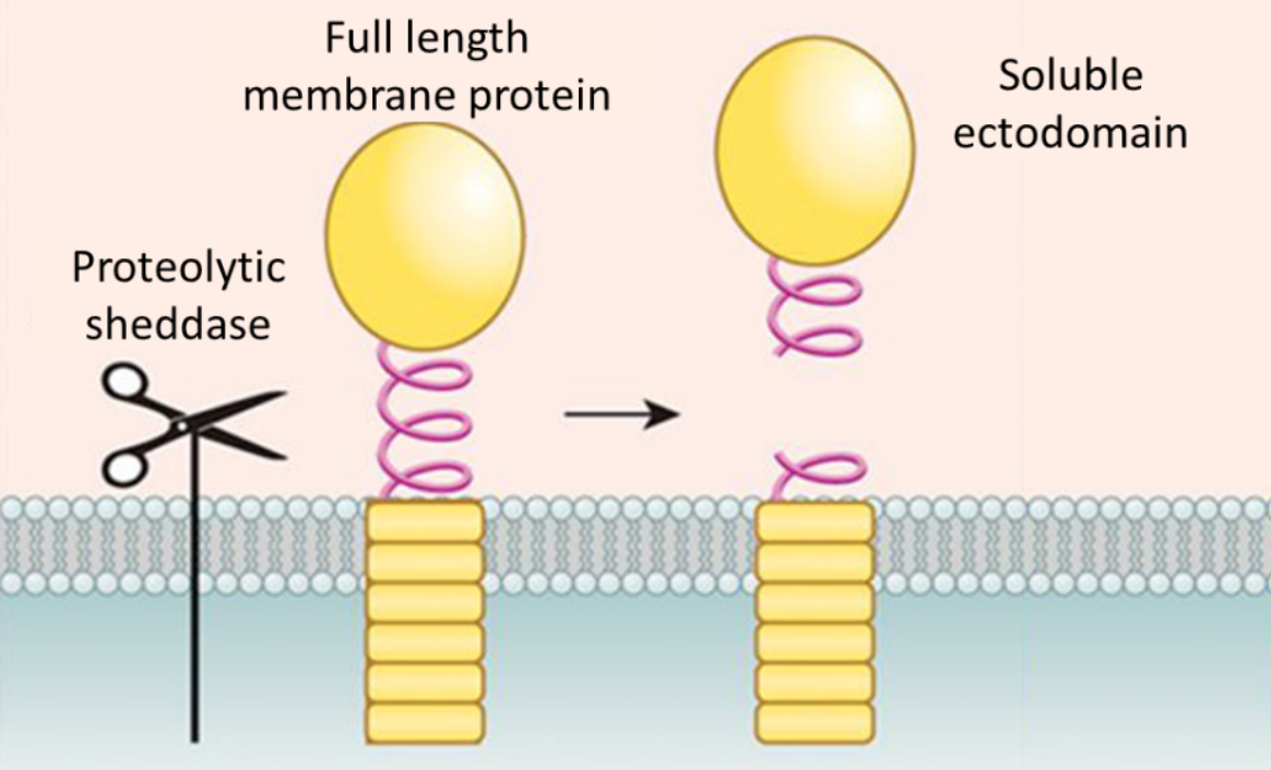 Ectodomain Shedding and Enrichment of the Soluble Membrane Proteome 