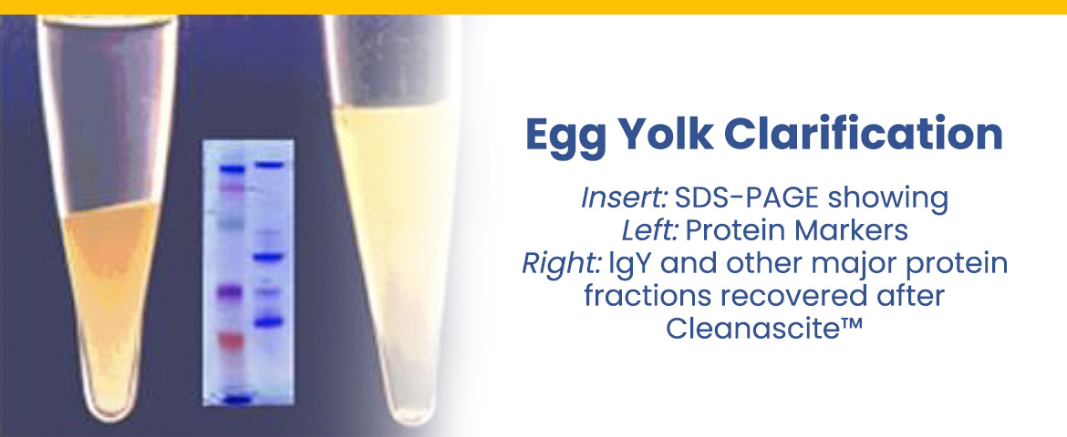 Egg Yolk Clarification