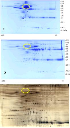 2DE analysis of AlbuVoid™ treated sheep serum